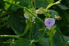 Vigna unguiculata subsp. unguiculata